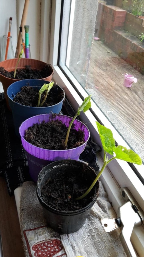 Growing Runner Beans