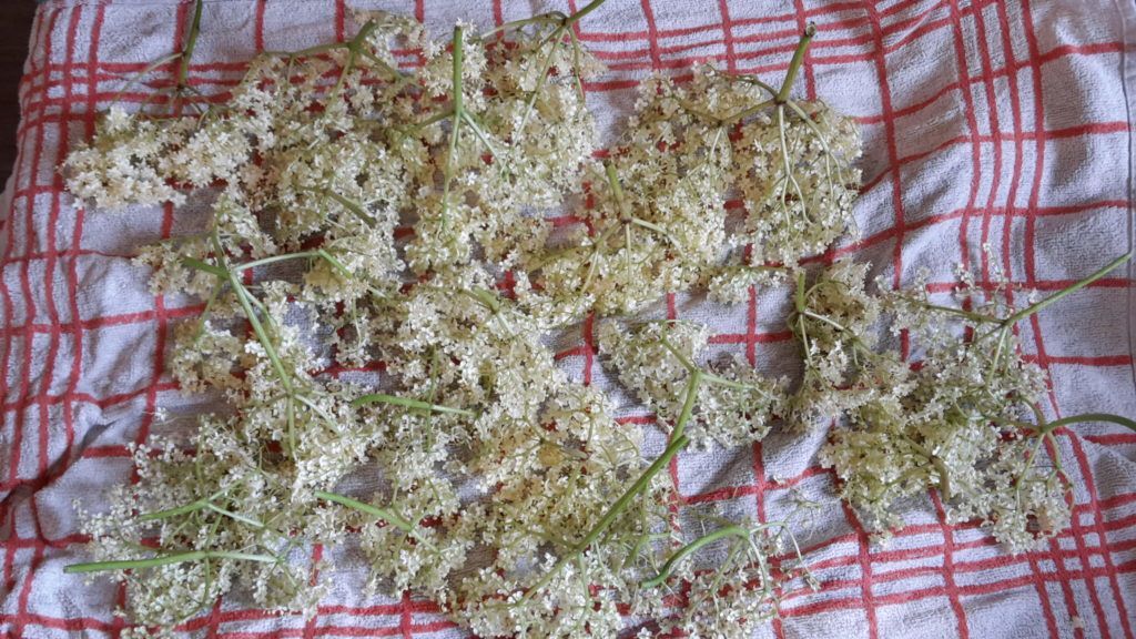 Elderflower